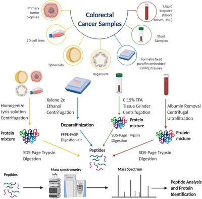 Frontiers | Proteomics Of Colorectal Cancer: Tumors, Organoids, And ...